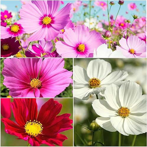 Miniatura 26 de Seed Needs Cosmos Seeds White Purity Variedad de semillas florecientes Más de 5,000 semillas de reliquia Cosmo Bipinnatus Flores silvestres