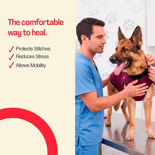 Foto 4 de 8 de BellyGuard Traje de recuperación de cirugía para perros