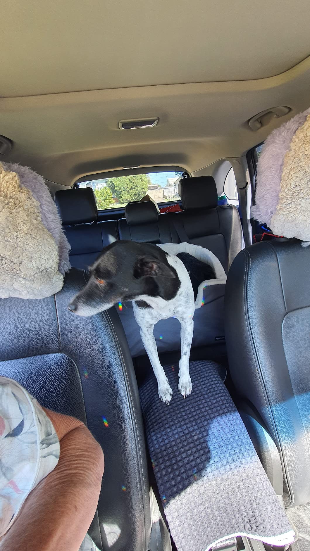 Amazon Basics Pet Car Booster Bucket Seat 46 x 56 x 41 cm Grey