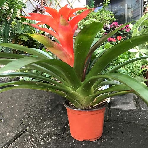 Miniatura 5 de KINJOEK Paquete de 160 macetas de plástico de 6 pulgadas y 12 galón, macetas de plástico para plantas de vivero, macetas de inicio de semillas,