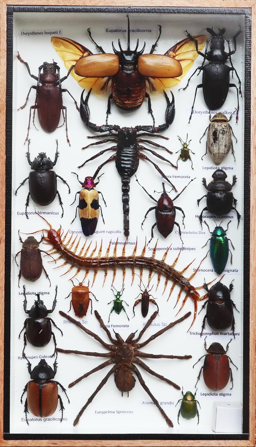 Exotic Insect Taxidermy Collection Mixed Specimens of Centipede, Tarantula,Scorpion and Mix of Beetles in Display Frame