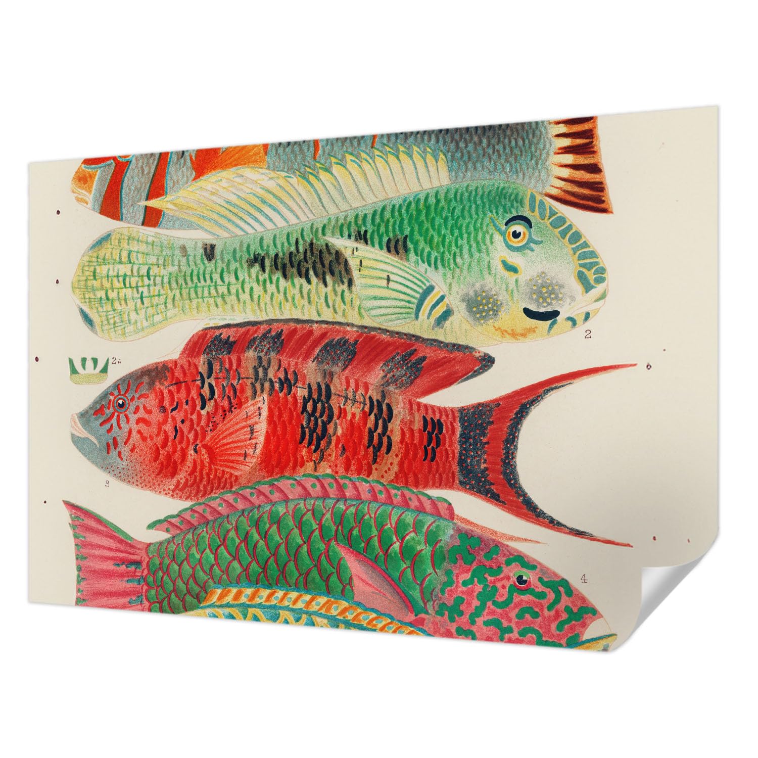 Papier peint auto-adhésif résistant aux taches poissons exotiques 152x104
