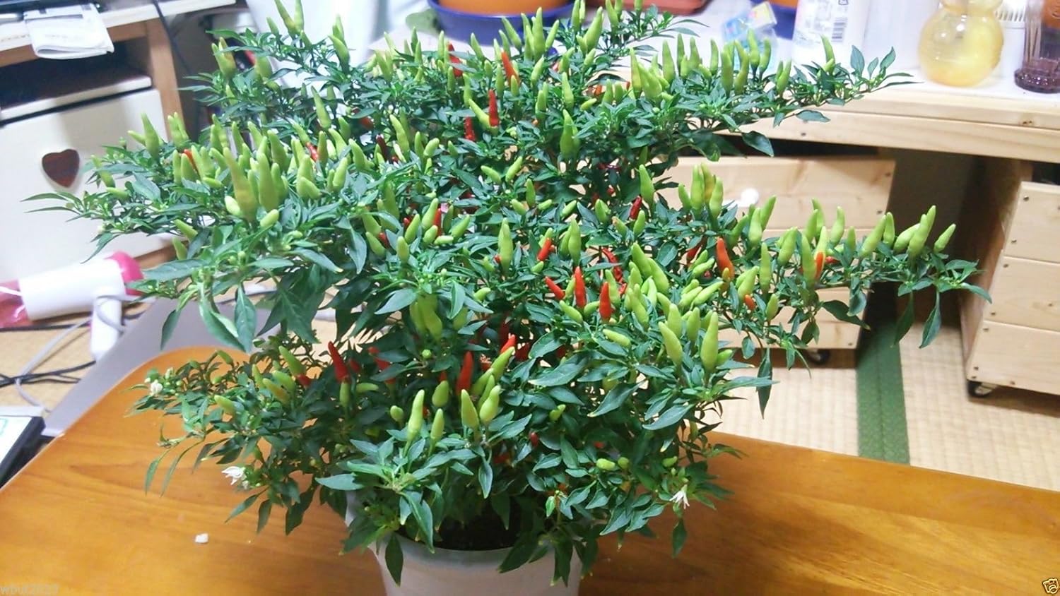100 Seeds Chilies Japones Yatsufusa Chili , Hot Pepper