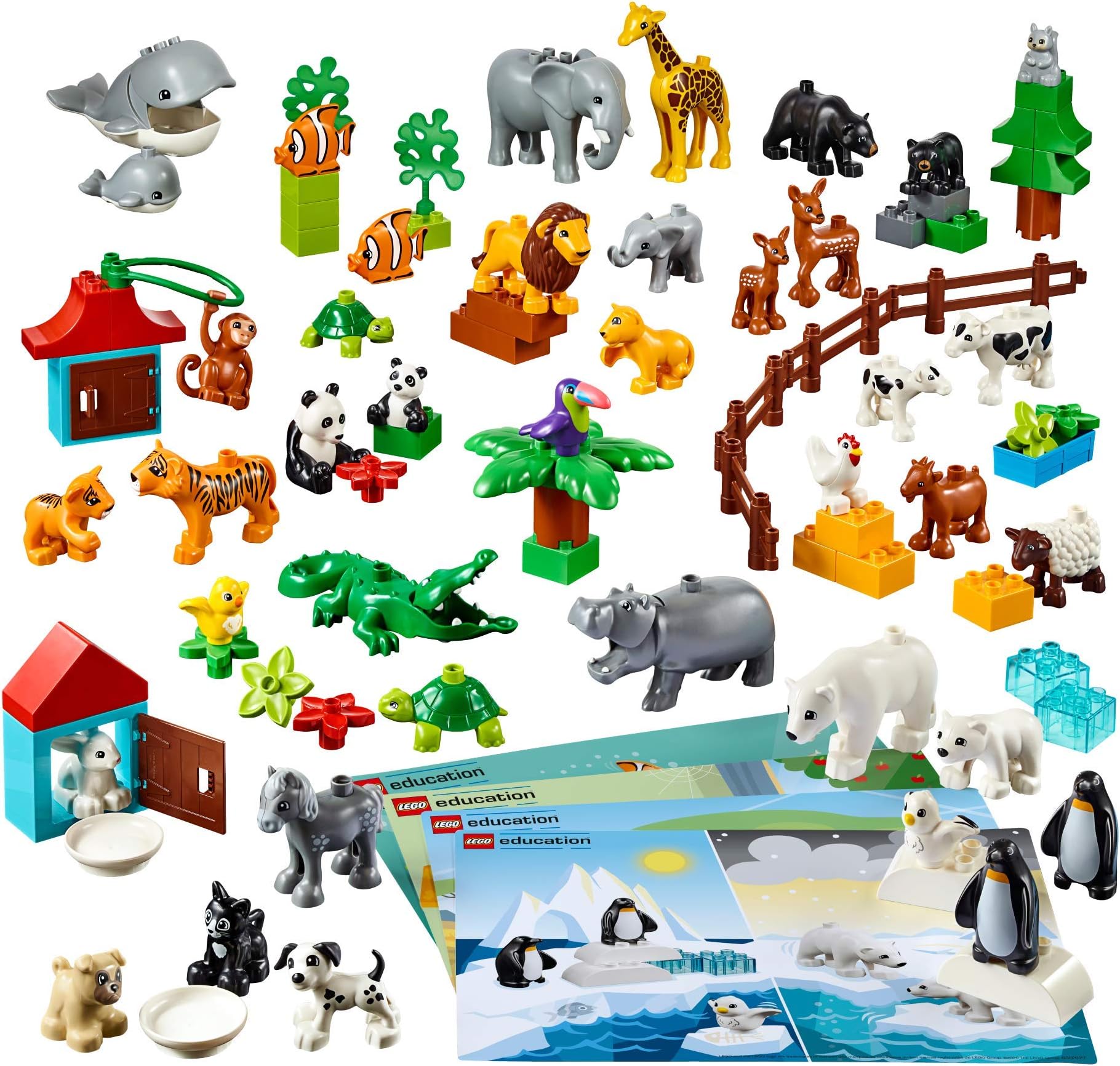 Education Animals 45029