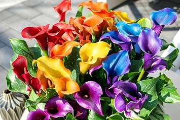 Mix Calla Lily Seeds for Planting - 200+ Non-GMO Heirloom Seeds, Elegant Trumpet Flowers, Long-Lasting Cut Flower for Home Garden, Patio Container, Indoor Bonsai