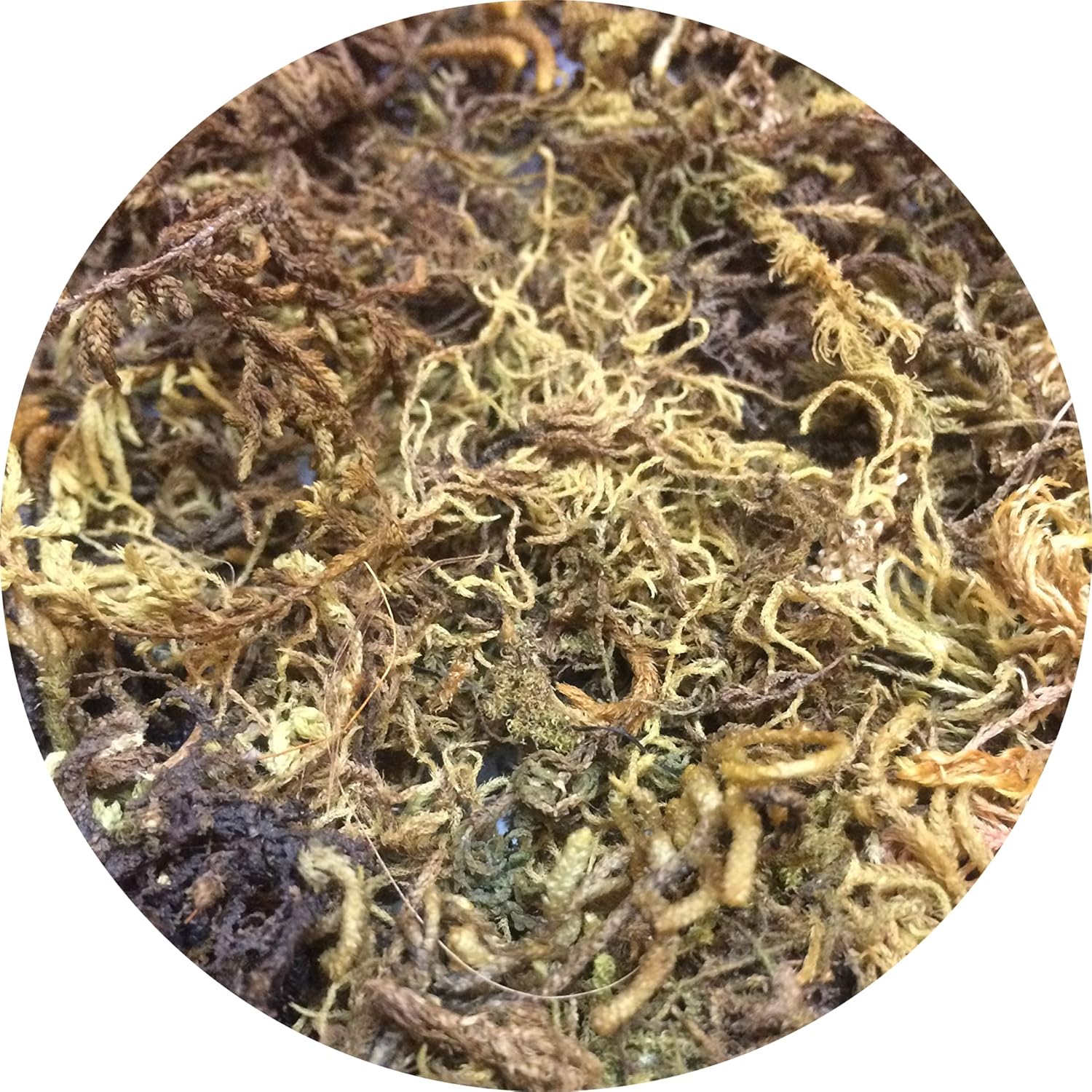 Sphagnum Moss for Orchids 100gram Orchid Potting Soil {Dry} Amazon.in Garden & Outdoors