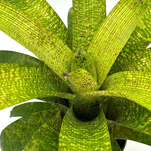 Miniatura 4 de Plantas vivas  Bromeliad Vrisea Fenestralis, maceta de 4-8 pulgadas en 4 pulgadas  1 unidad  Llegada viva garantizada  Plantas de interior para