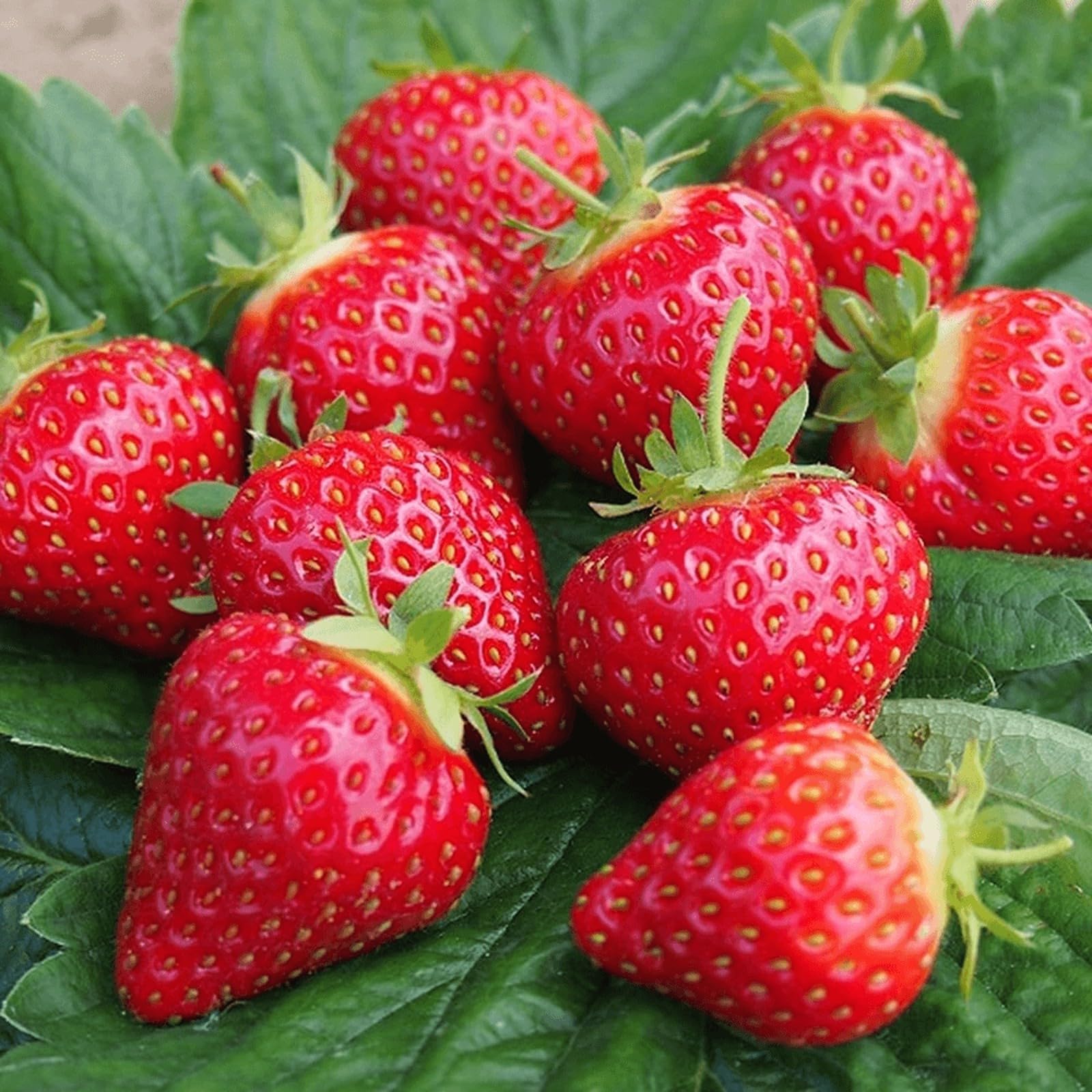 Carbeth Plants Strawberry Bare Roots - Ready to Plant Plant Runners - High Yielding Easy to Grow Soft Fruit - Sweet Homegrown Strawberries for Gardens, Pots & Hanging Baskets (Hapiil, 24)