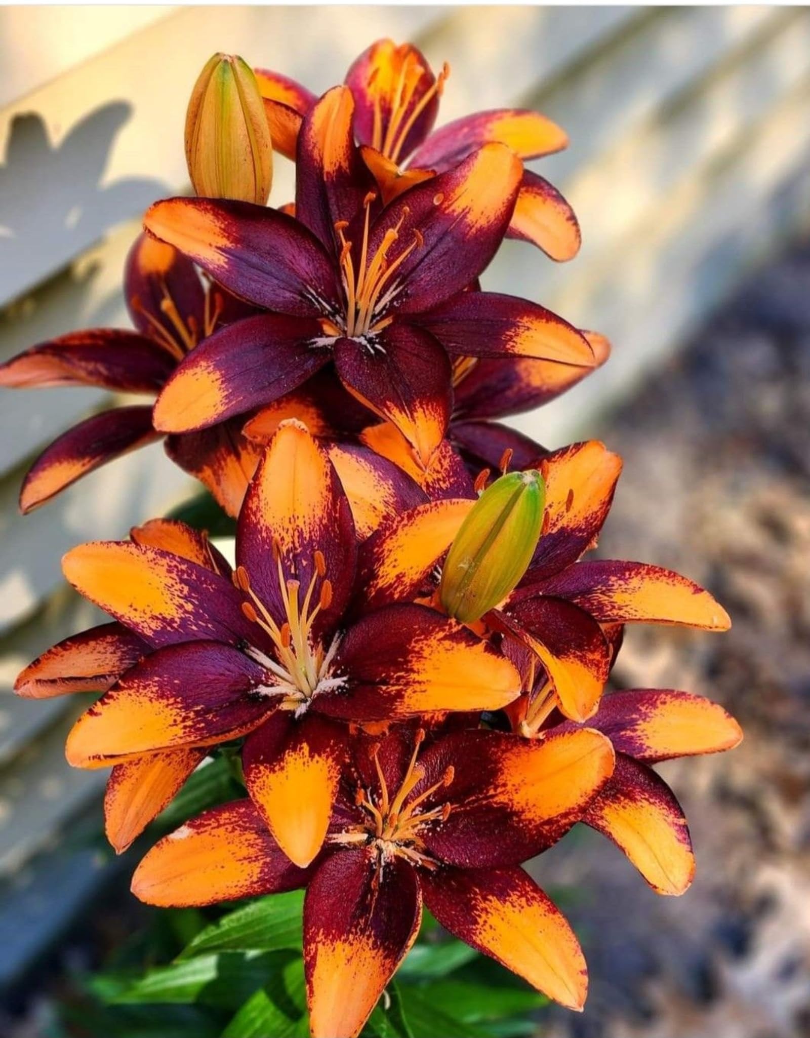 Perennial Lily Plants- Fragrant & Rare Beautiful Lily Bulbs- Ideal for Rockeries、Borders、Indoor & Outdoor Excellent Displays-8bulbs-E