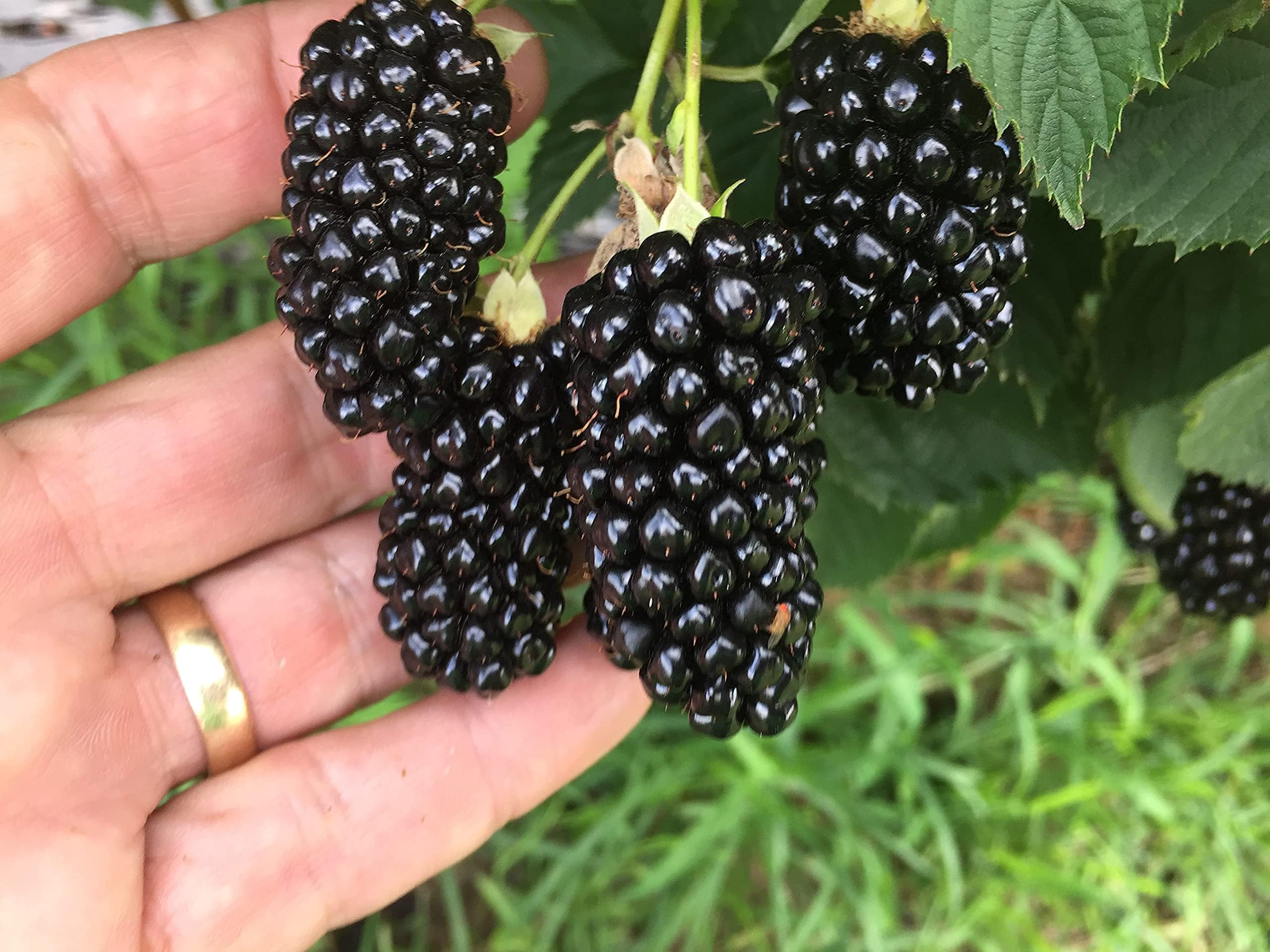 BlackBerry Plants Big Daddy Price Includes Four (4) Plants