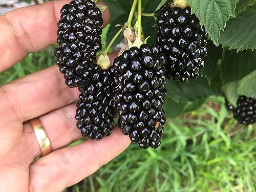 BlackBerry Plants Big Daddy Price incluye cuatro (4) plantas