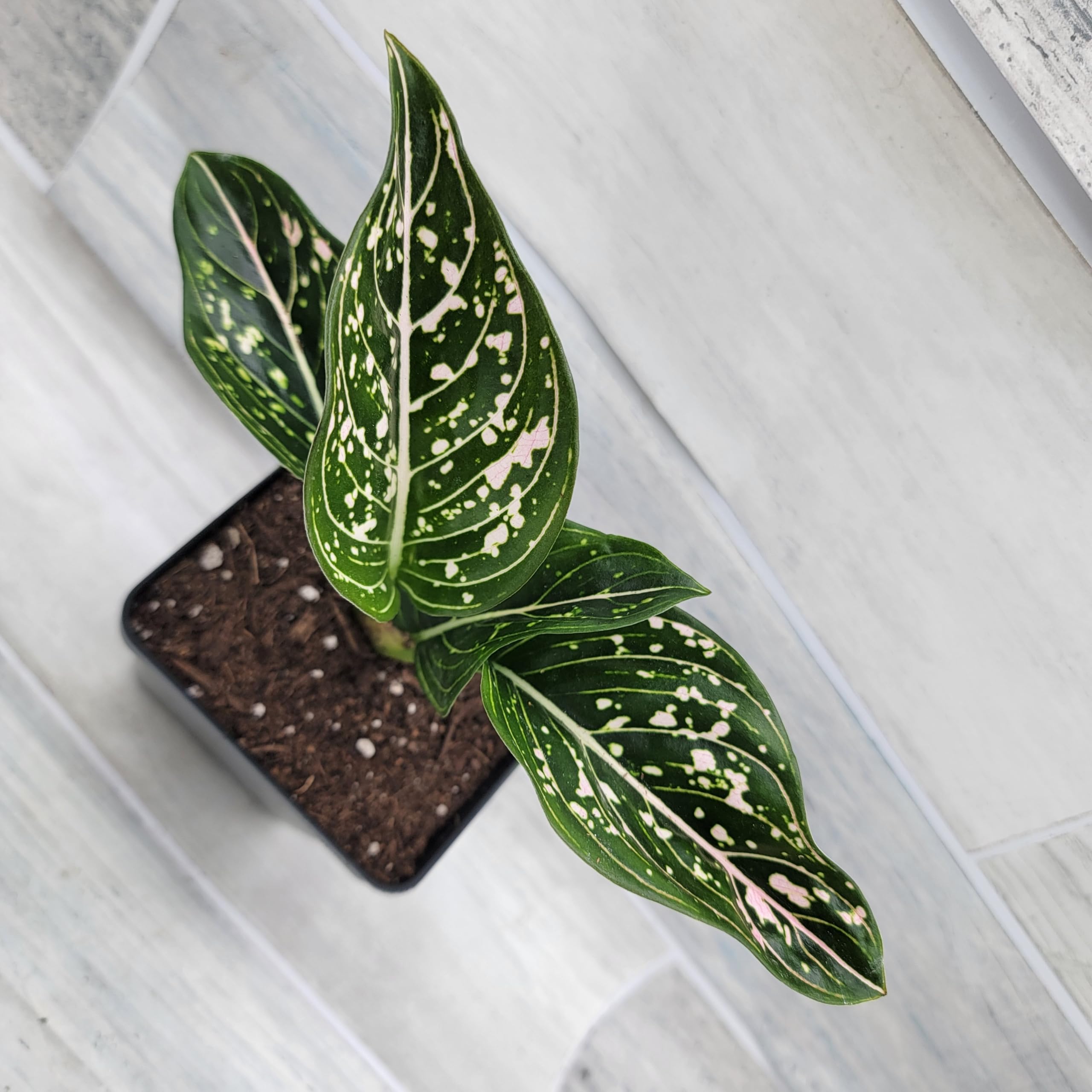 Amazon.com : Chinese Evergreen Plant - Aglaonema Siti Nurhaliza
