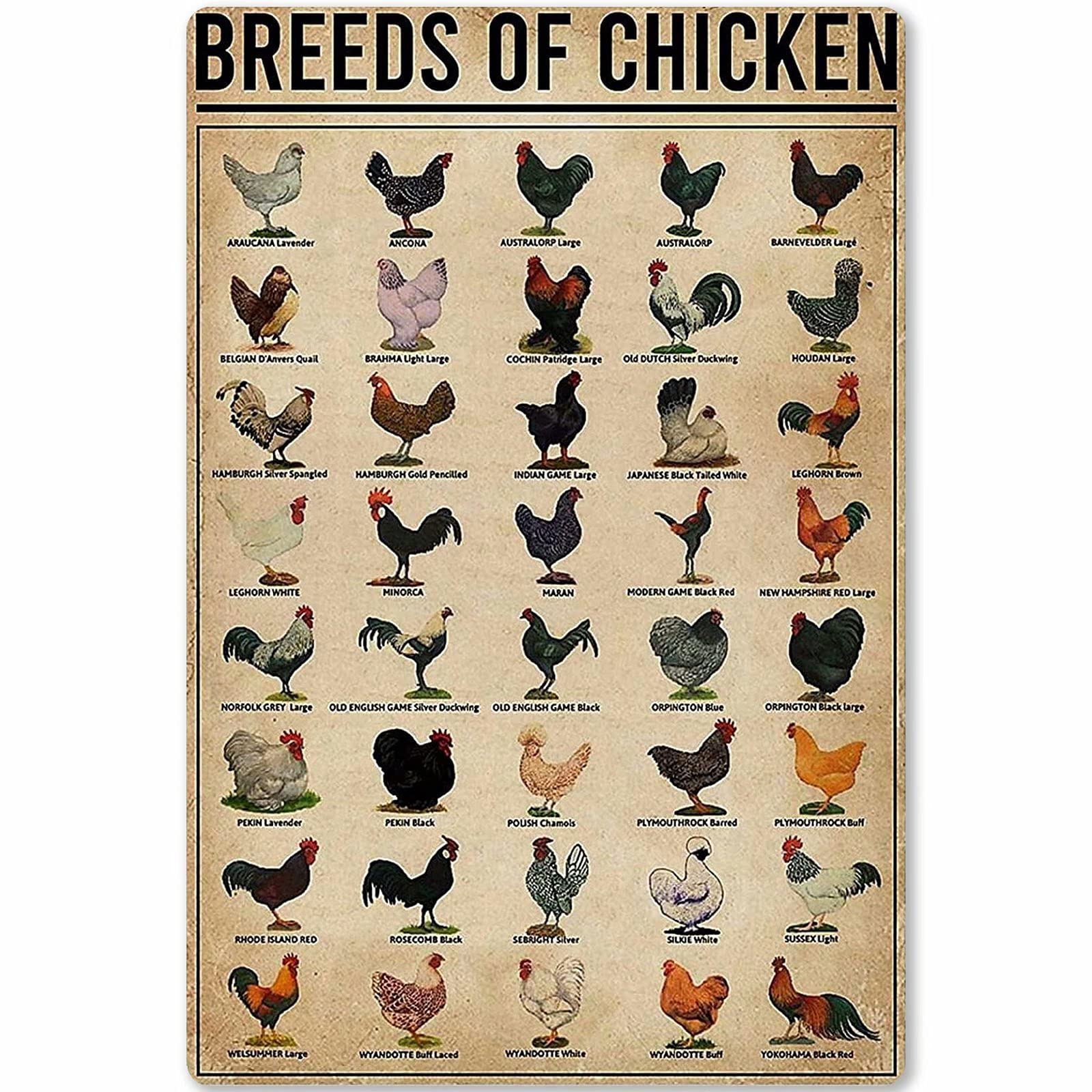 rayprint Breeds Of Chicken Metal Tin Signs Chicken Knowledge Posters Farmhouse Chicken Farmers Reference Guide Plaque Home Chicken Coop Printed Plaque Wall Decor 12x16 Inches