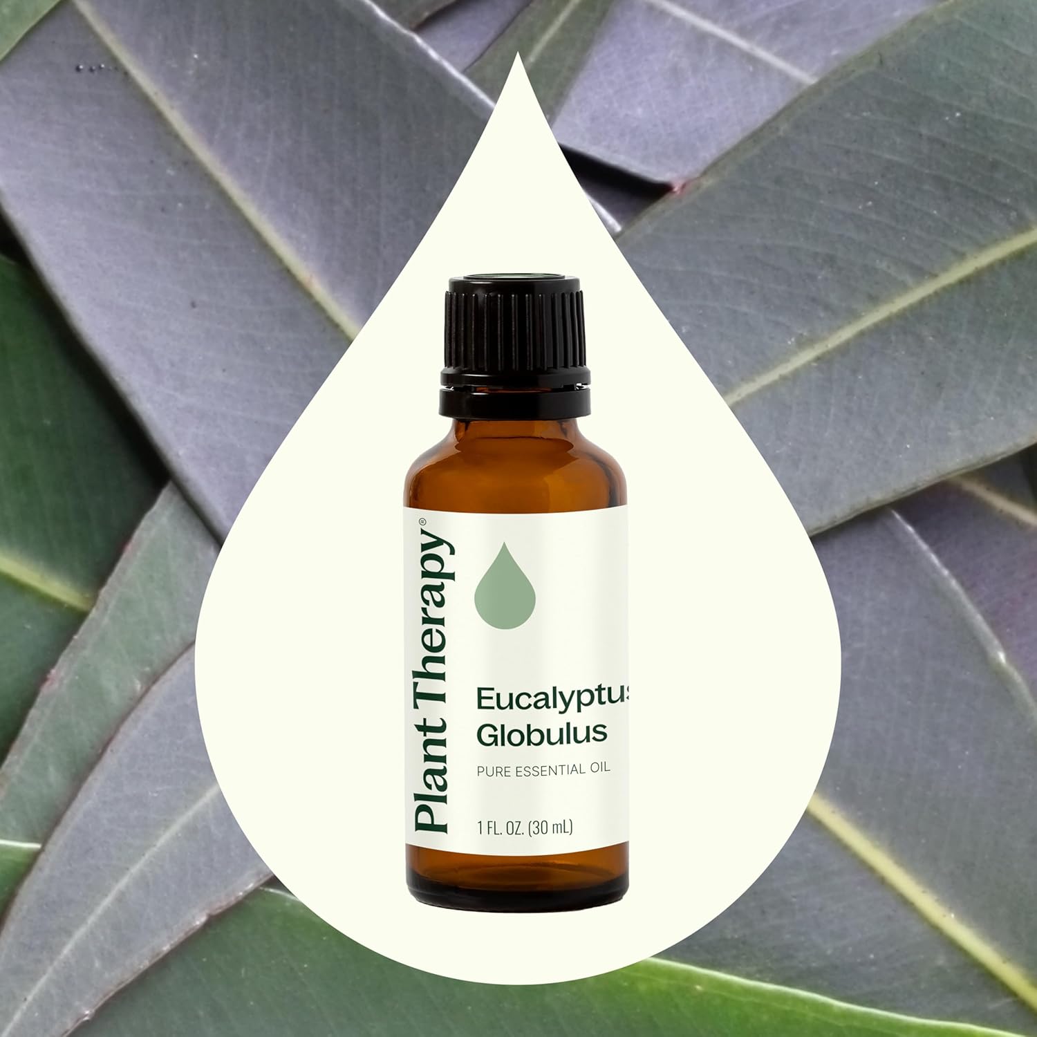 Plant Therapy Eucalyptus Globulus Essential Oil 30 mL (1 oz) for Diffuser, Skin, Hair, Aromatherapy DIYs, and Clear Breathing, 100% Pure, Undiluted, Therapeutic Grade - Image 3