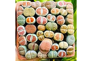 20 Lithops Live Plants Mix Lithop Succulents Plants Live Bulk, Rock Living...