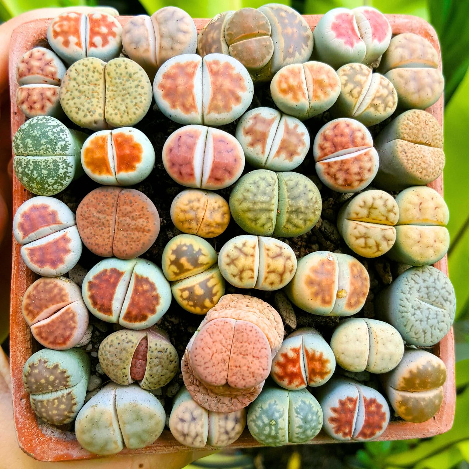Amazon.com : 20 Mixed Lithops Live Plants, Indoor Succulent Living