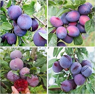 10+ Wild Plum Tree Fruit Seeds for Planting Outdoor-Perennial Non-GMO Fruit Tree Seeds-Sweet and Juice