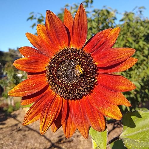 Miniatura 3 de UtopiaSeeds Velvet Queen - Semillas de girasol - Atrae abejas y mariposas
