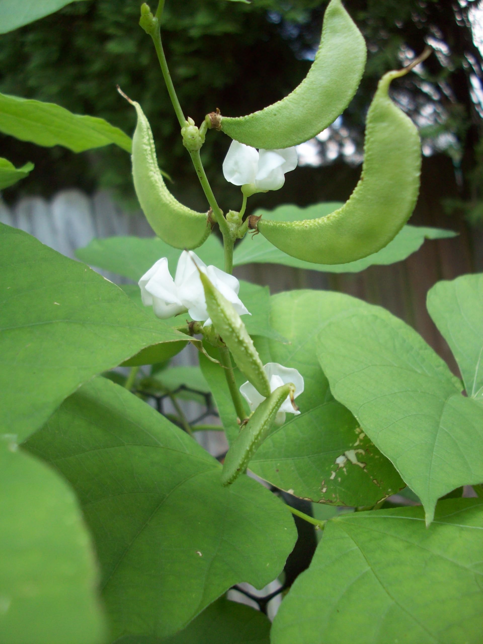 ASPEN® Hyacinth/Papdi Beans/Simba/Dolichos Bean/Avarai (10 Seeds) (Seed - 155_Baz)-image-17