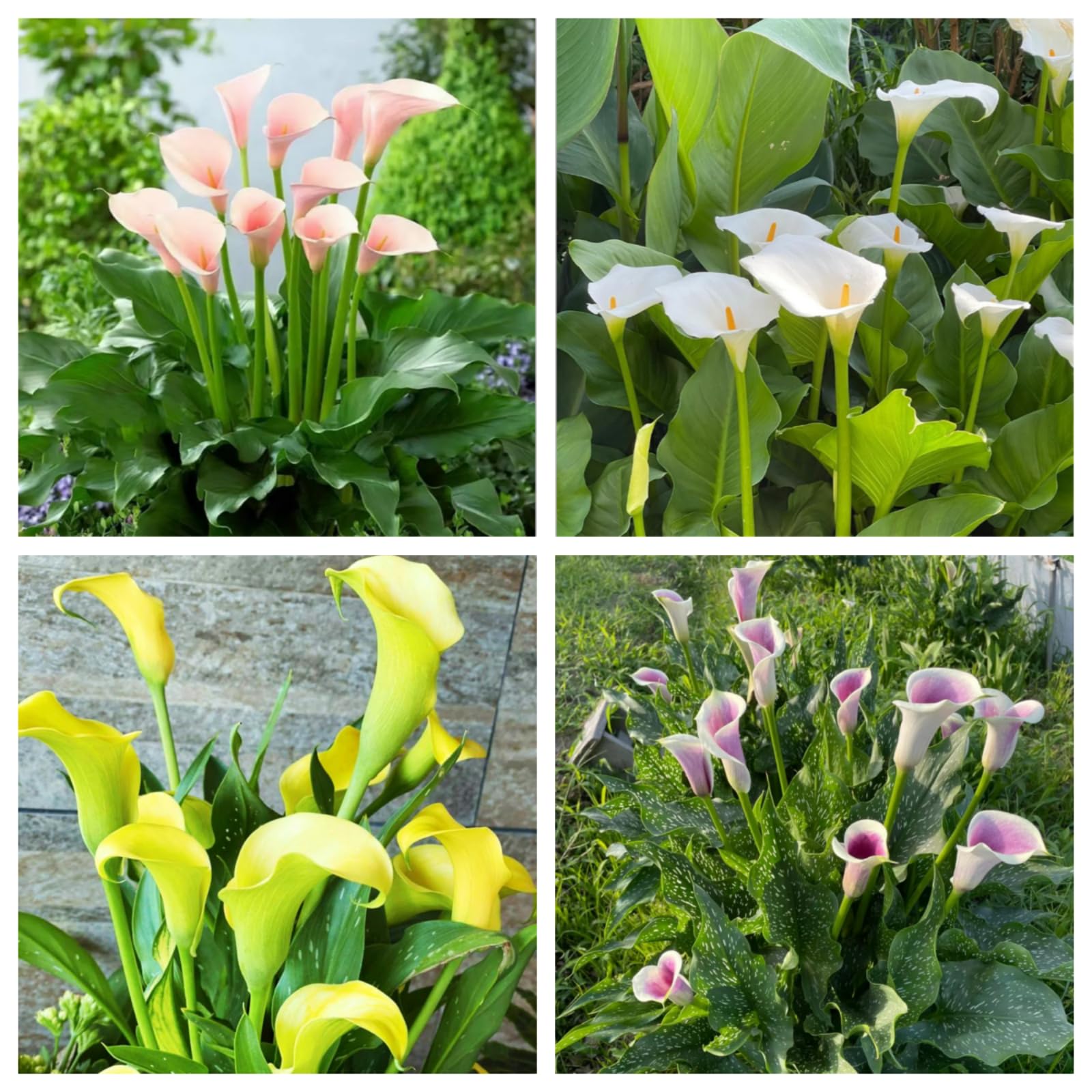 Hardy Perennial,Canna Plants UK, Excellent Display Calla Lily Bulbs, Multi-Color Mix, Multi-Bulb Set, Summer Flowering Perennial plants-8bulbs-E