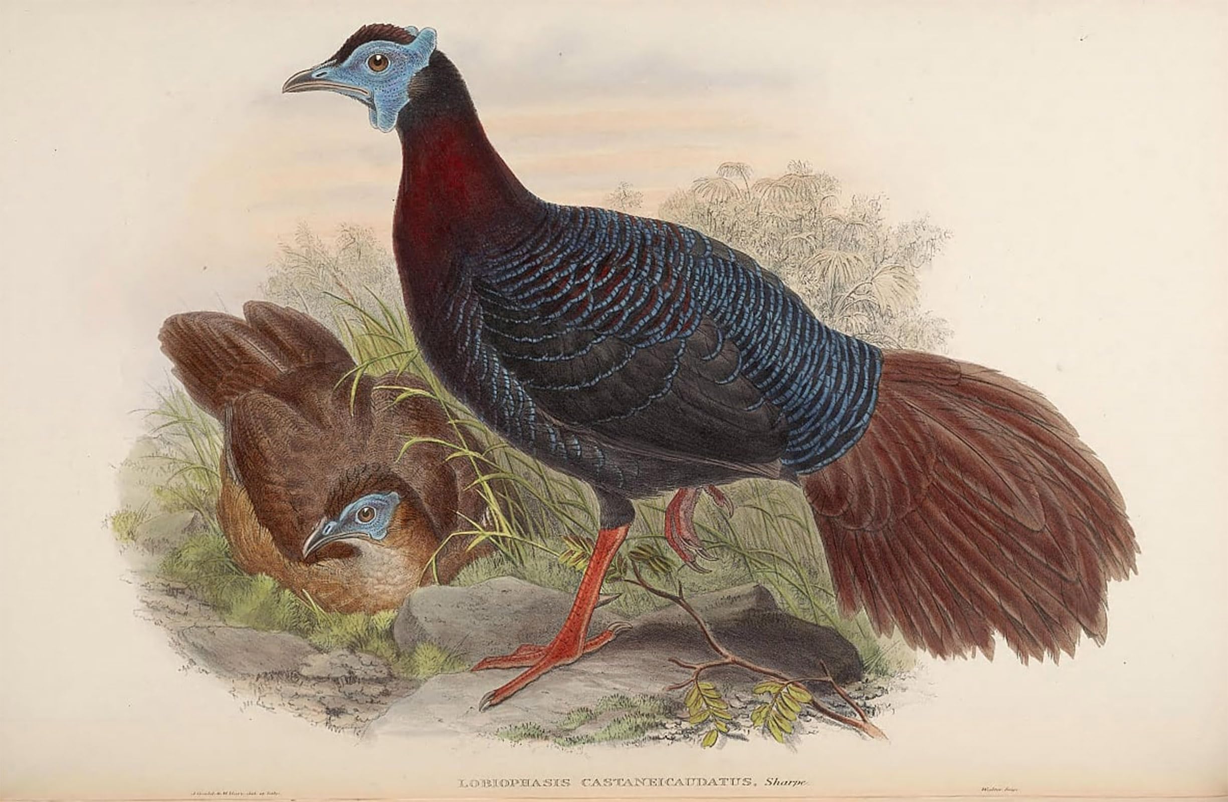 POSTERIIk Vintage Print Pop Art Landscape Artwork Animal Bird Lobiophasis Castaneicaudatus Lophura Bulweri by John Gould Art Prints for Office Home Decor 60x90cm