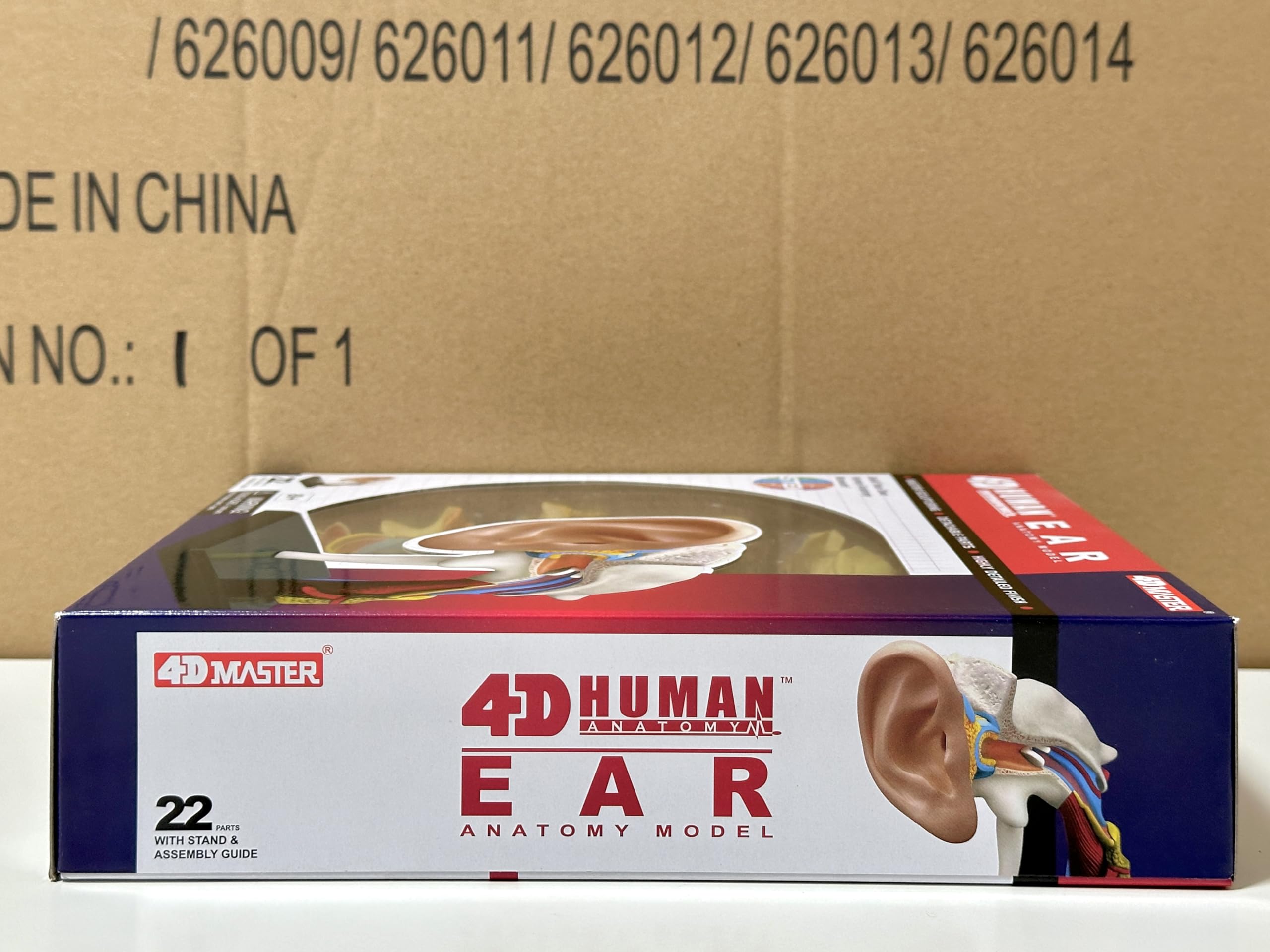 Amazon | 4D立体パズル 人体解剖モデル 耳 4D Human 626007 Ear