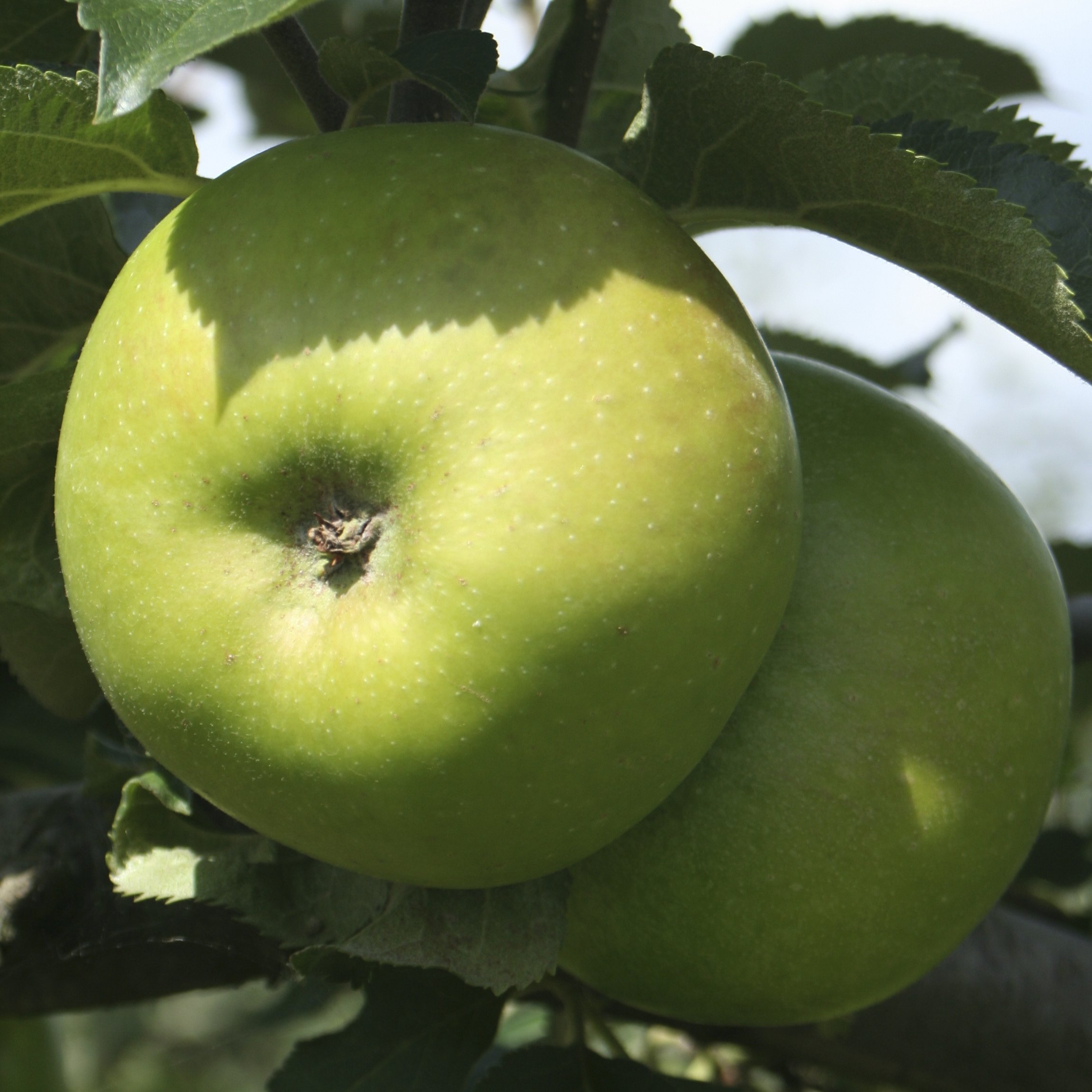 Apple Bramley Bare Root Fruit Tree