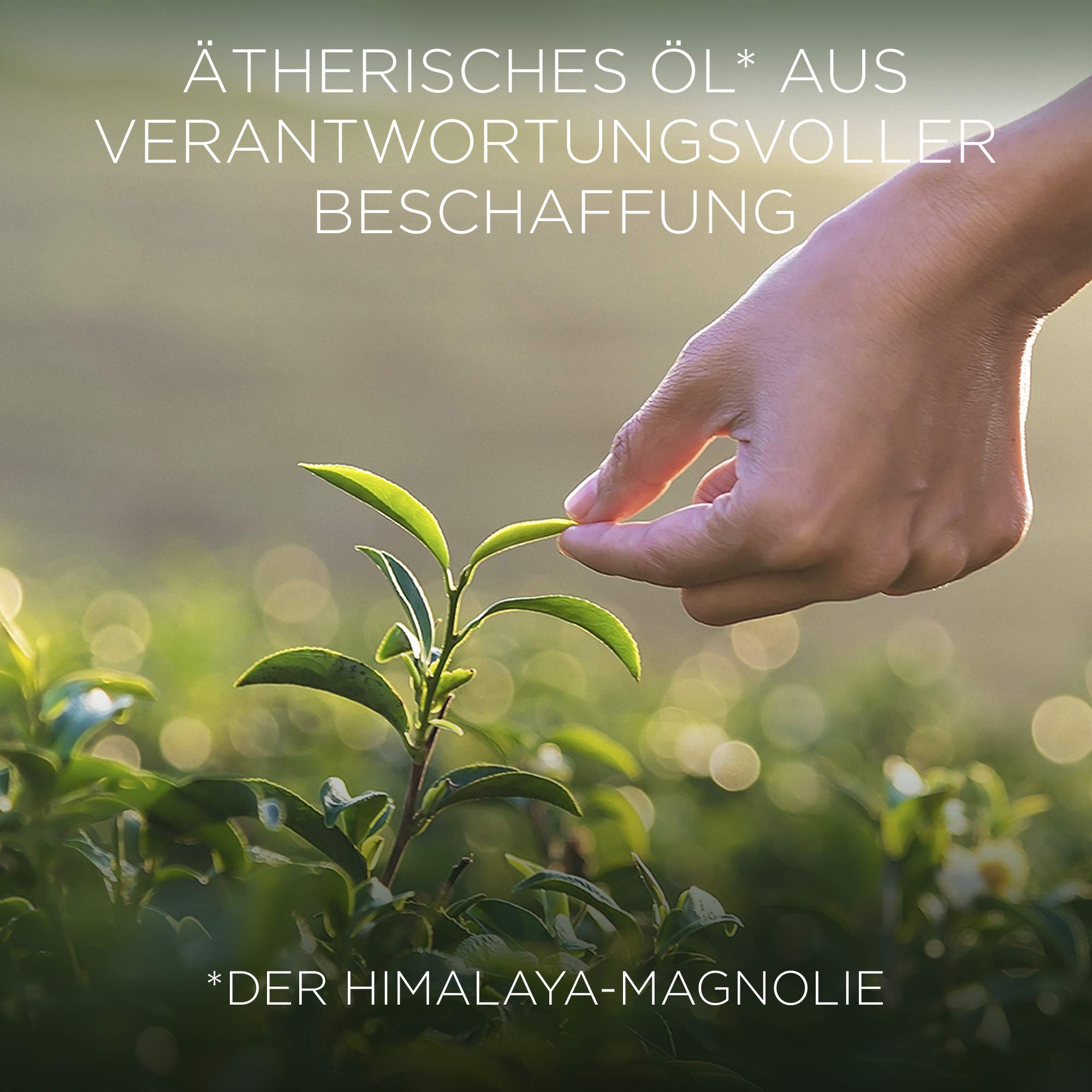 Botanica by Air Wick Duftkerze – Duft: Himalaya-Magnolie & Vanille – Nachhaltig hergestellt mit natürlichen Inhaltsstoffen – 6 x Kerze im Glas