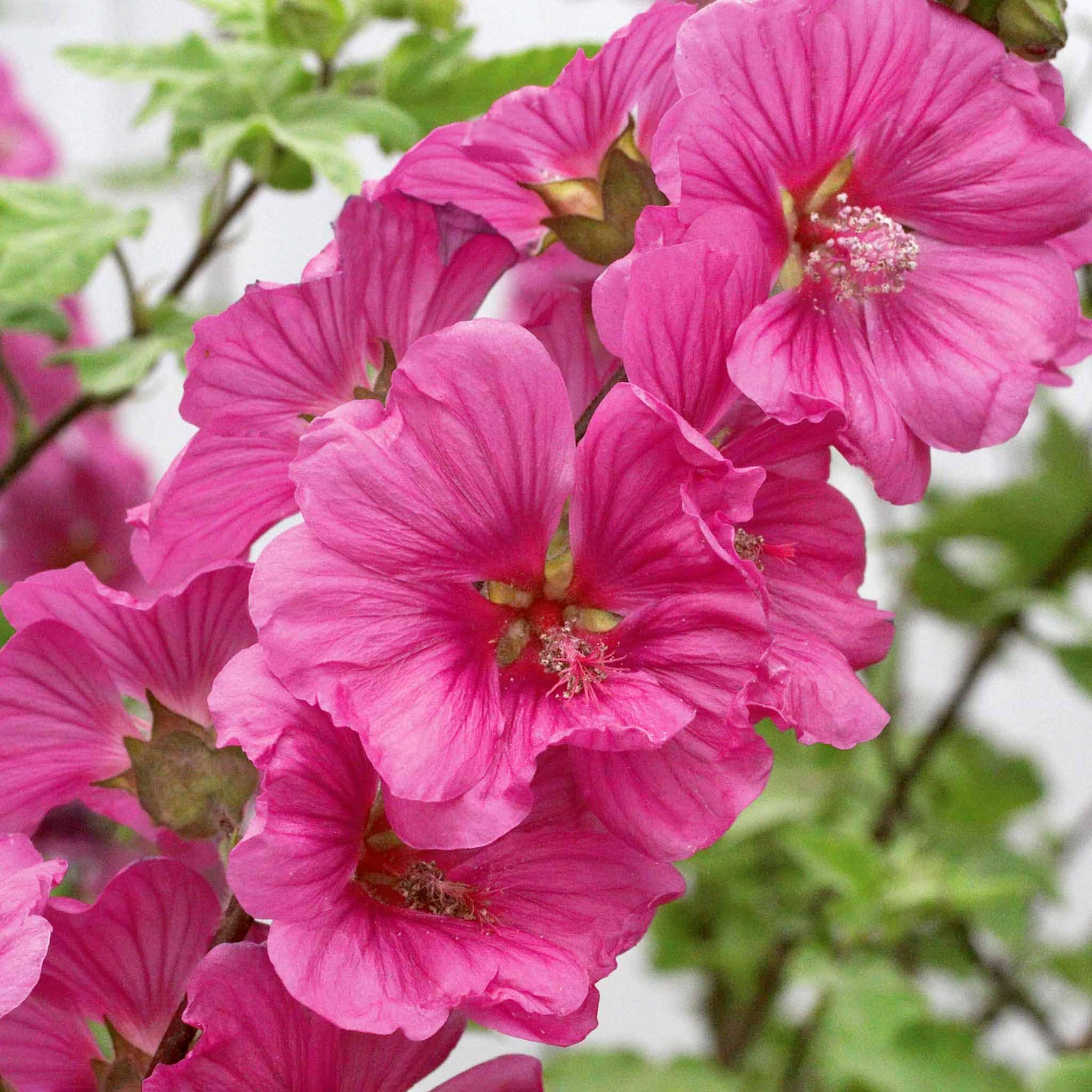 Marshalls Garden Lavatera 'Red' - Fast-Growing Mauve-Pink Cottage Garden