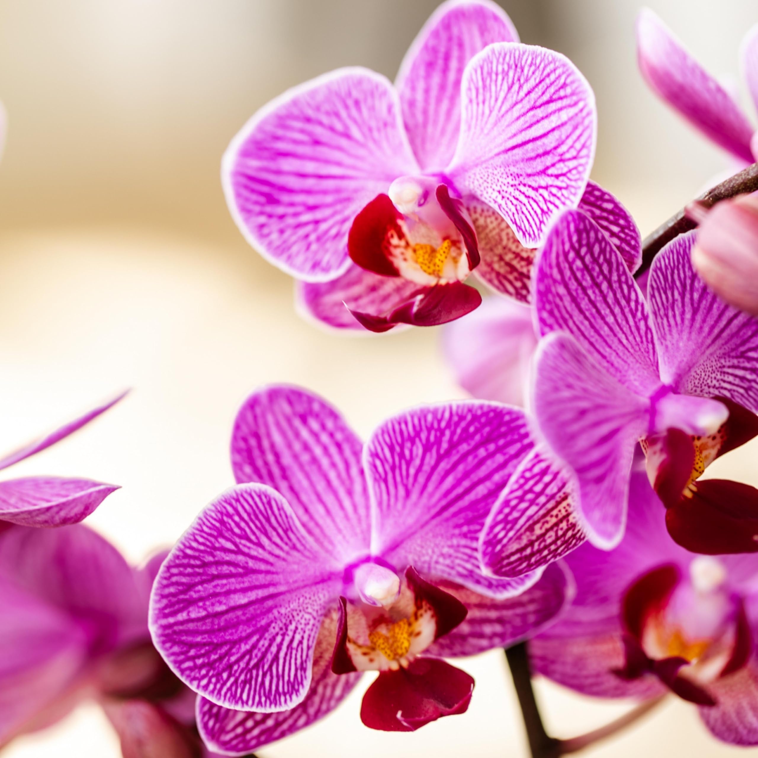 Kolibri Orchidées | Orchidée Phalaenopsis violet/rose - Mineral Vienne - Taille du pot Ø9cm | Plante d'intérieur à fleurs - Frais du cultivateur
