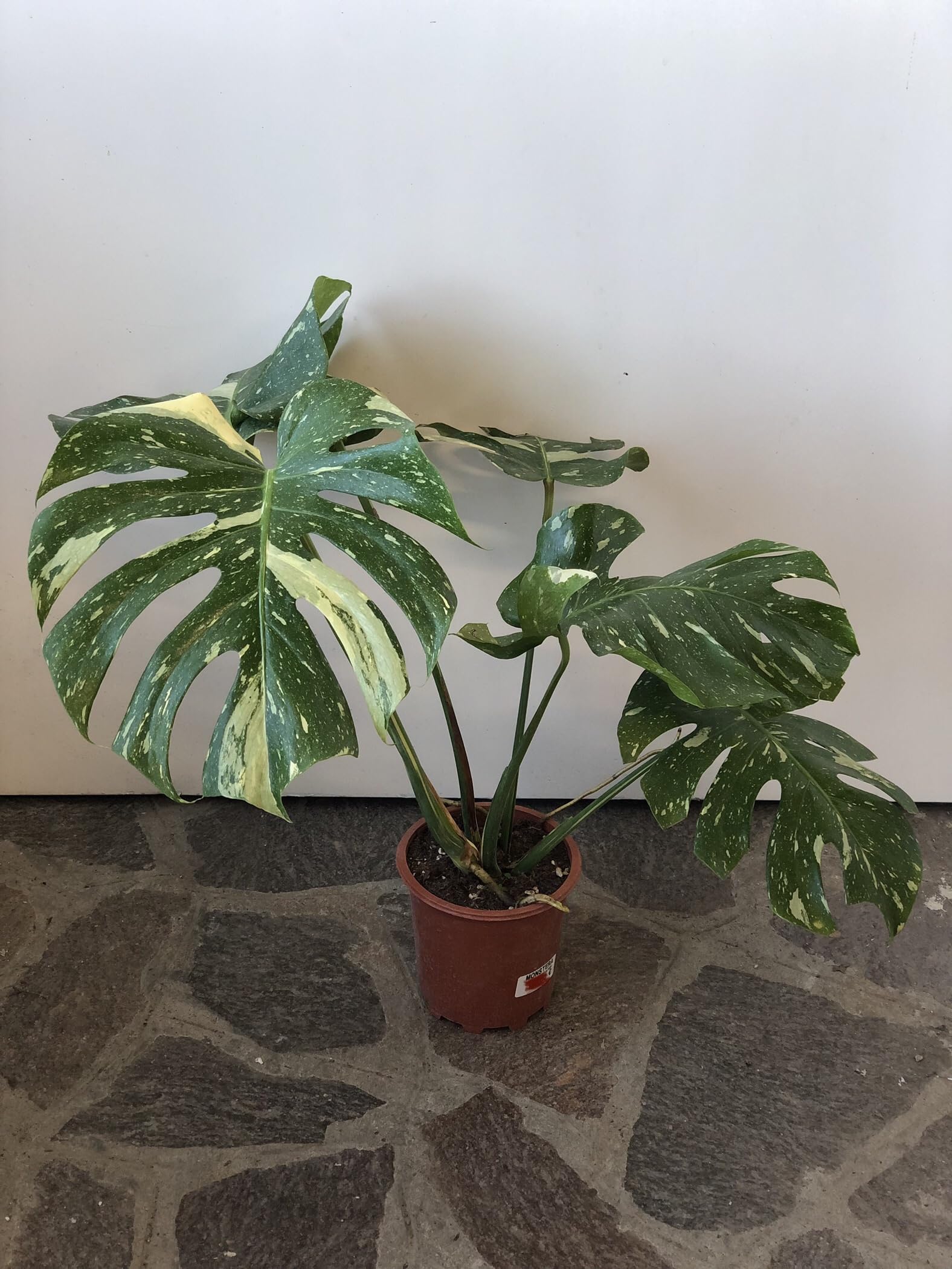 Monstera-Pflanze Thai Constellation (A1) - im Topf  17 cm - Hhe 60/70 cm  : Amazon.de: Garten