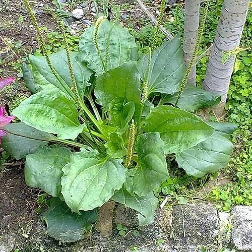 Miniatura 2 de CHUXAY GARDEN Semilla de plátano de hoja ancha para plantar 100 semillas Plantago Major, árbol de plátano sin OMG, reliquia de alta resistencia a la