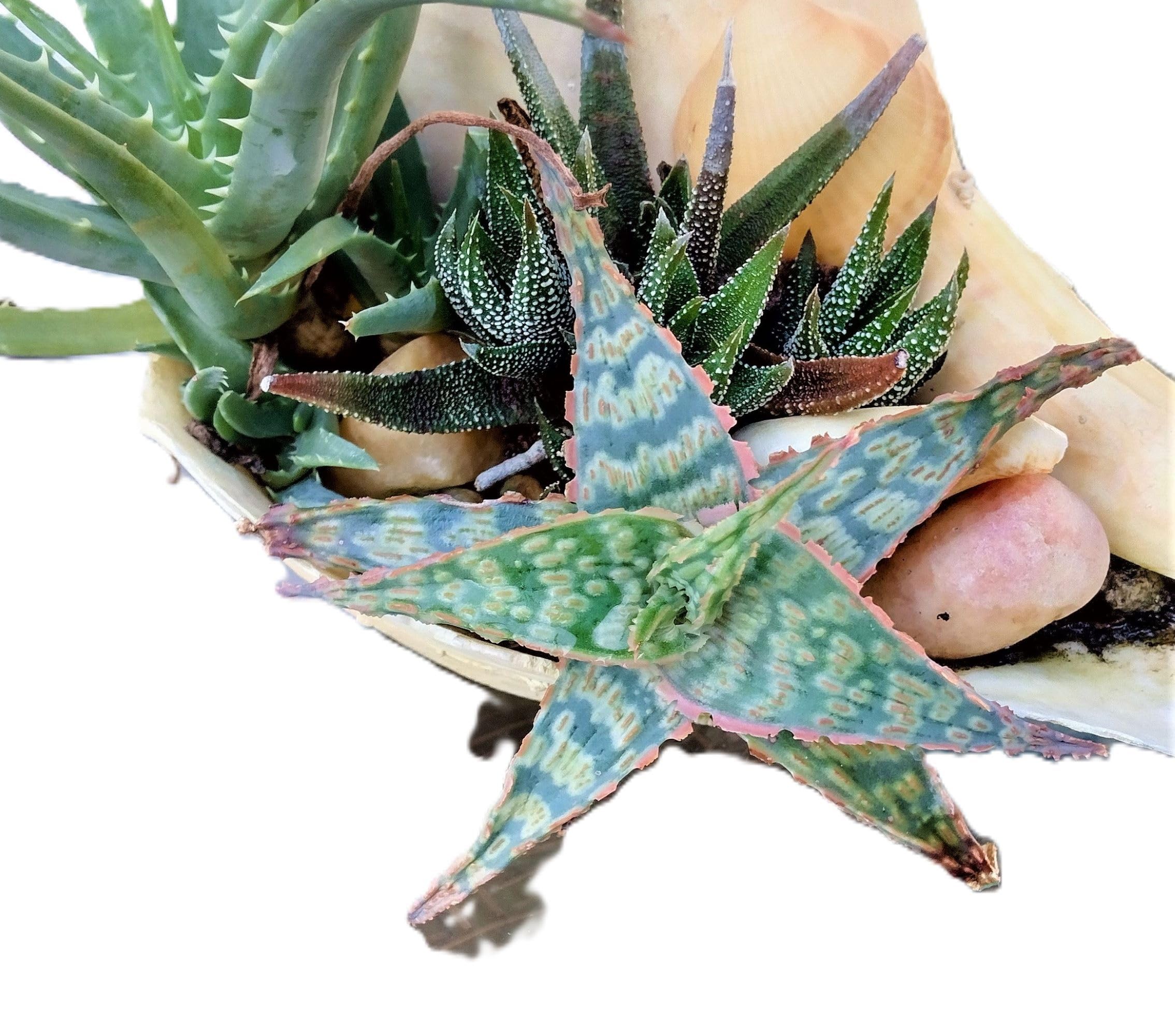 Amazon.com : Aloe 'Bright Star' ('Donnie') Rare Kelly Griffin Hybrid 6-Inch  Starter Plant : Patio, Lawn & Garden