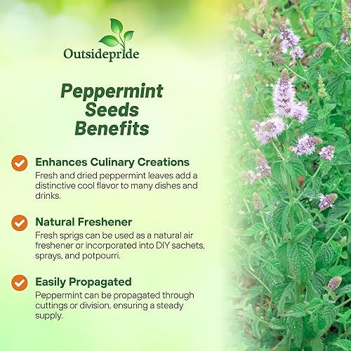 Miniatura 3 de Outsidepride Semillas de plantas de hierbas de menta - 5000 semillas
