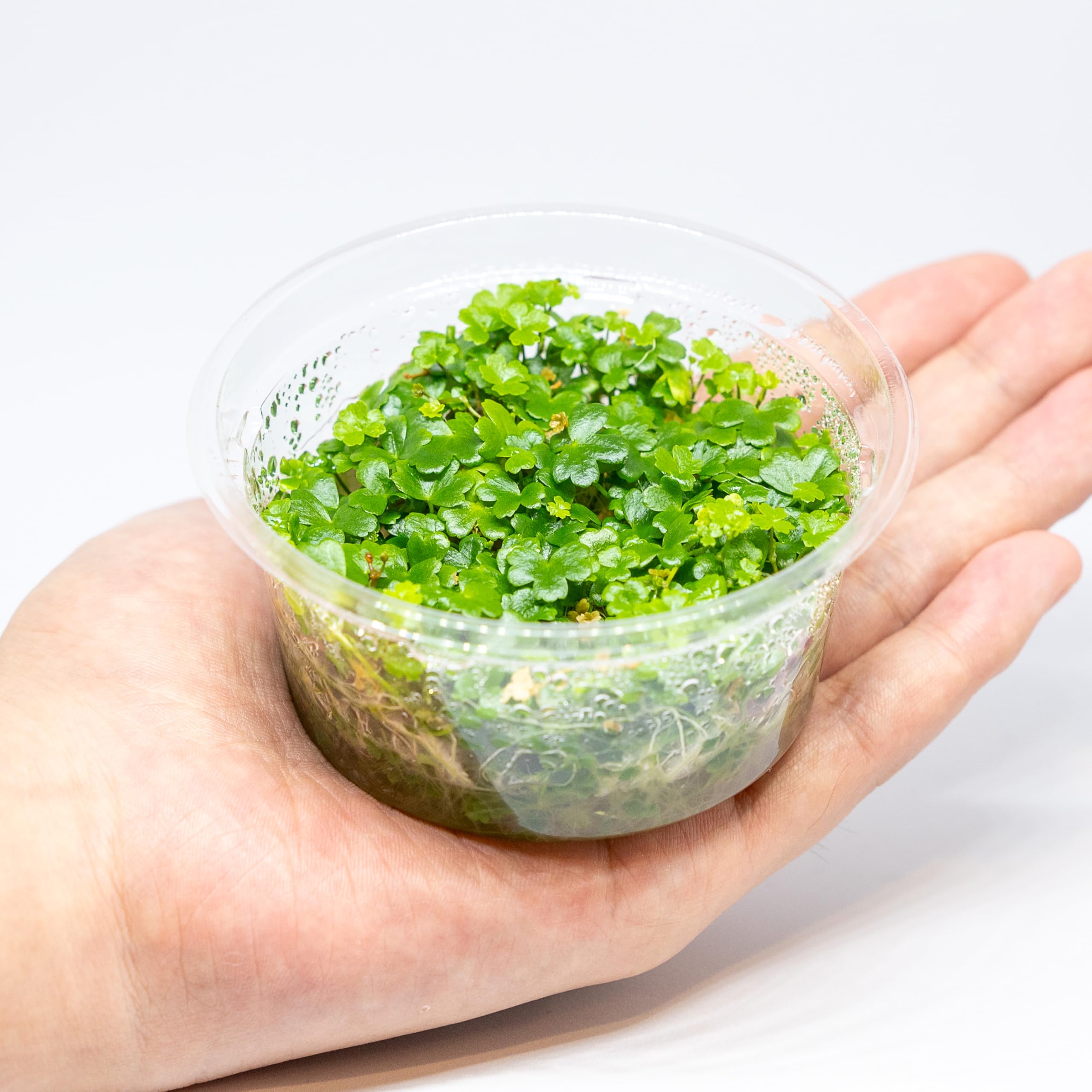 Amazon.co.jp: （水草）オーストラリアン クローバー（組織培養1