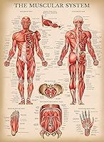 Vista 6 de Palace Learning Paquete de 3 pósteres vintage de músculo + esqueleto + anatomía del sistema nervioso, gráficos anatómicos del sistema muscular