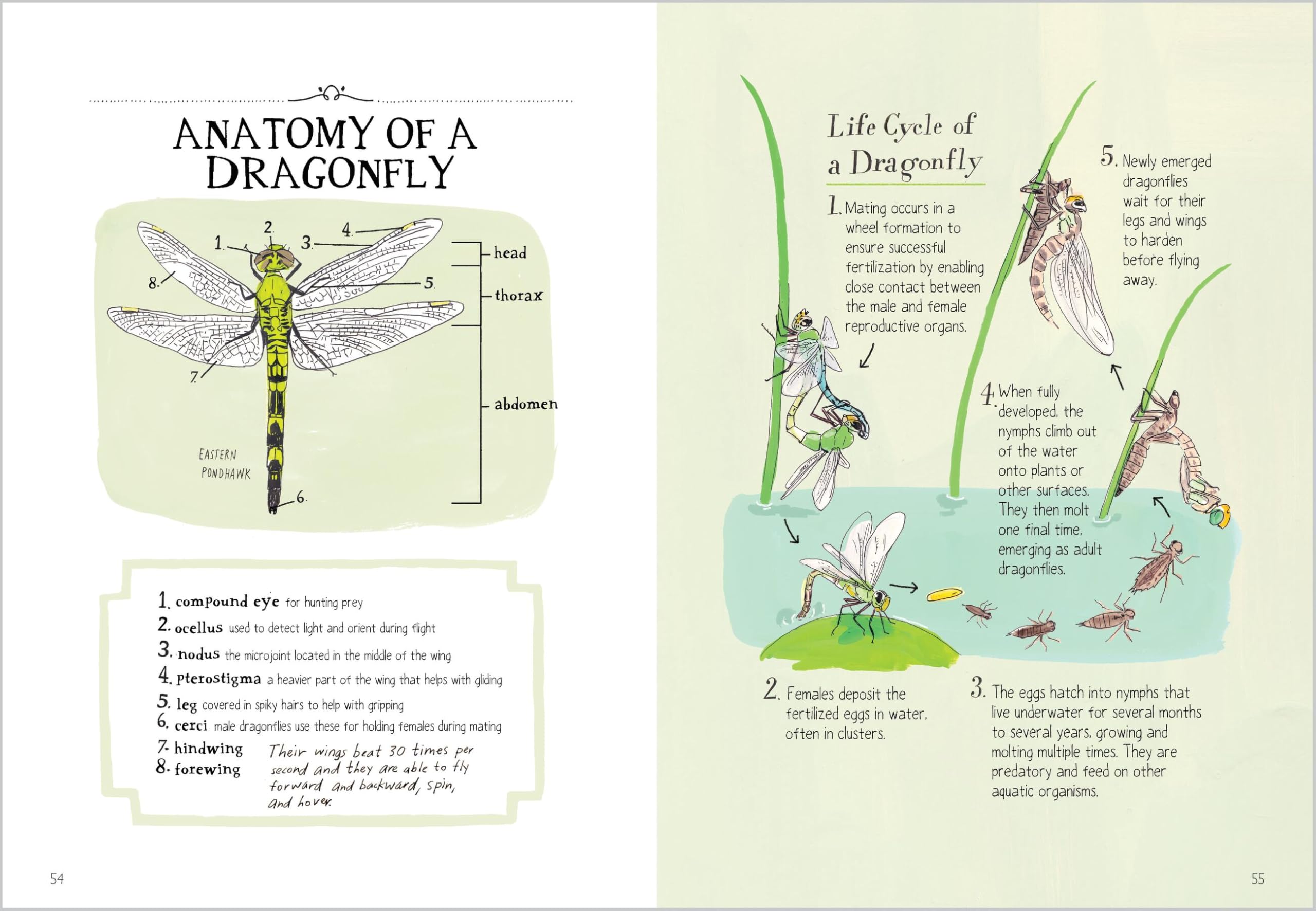 Insect Anatomy: The Curious World of Bees, Beetles, Butterflies, and Bugs