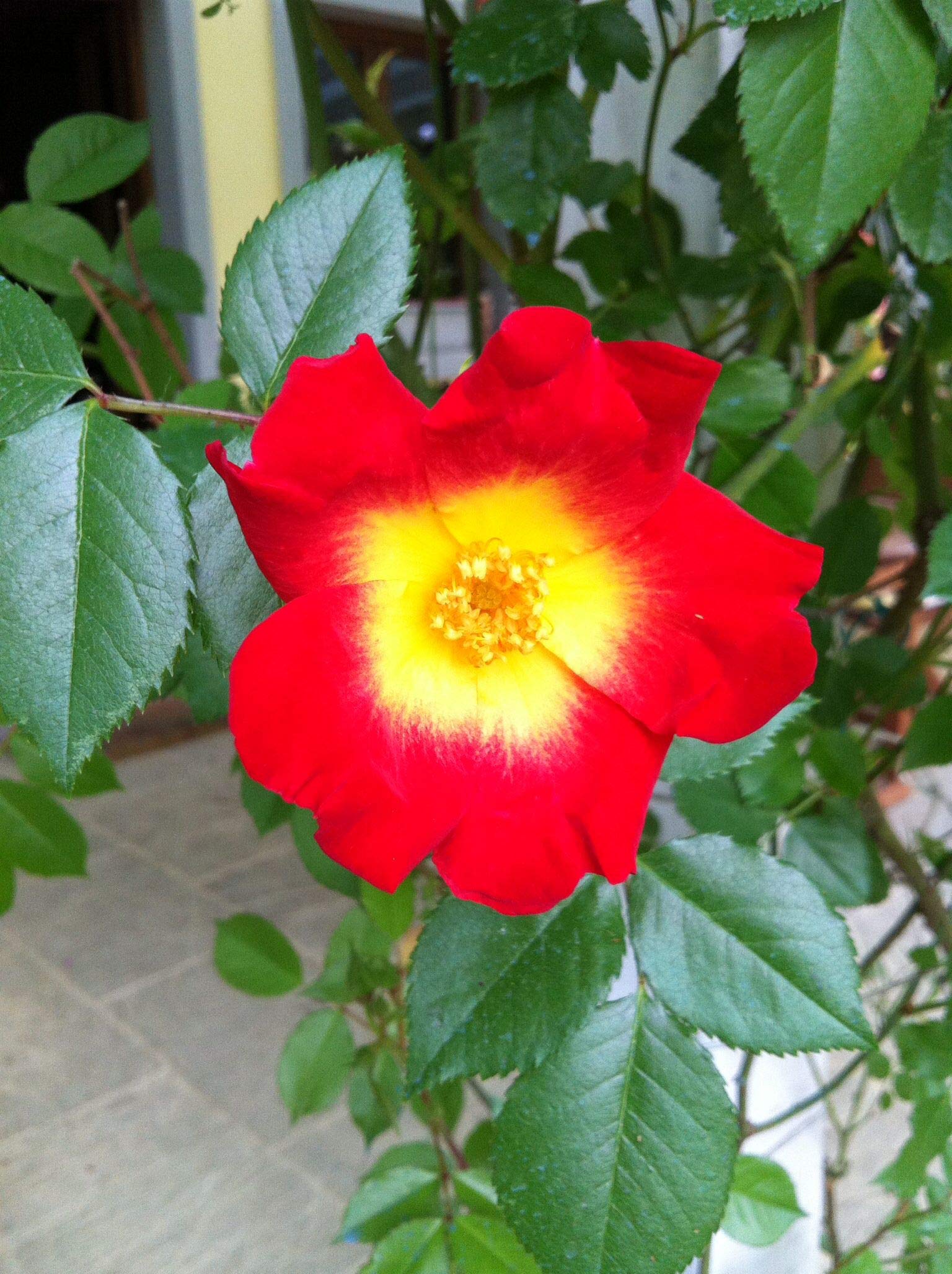 Cocktail ®, rosa rampicante in vaso di Rose Barni®, altezza raggiunta fino a 4 metri, rifiorente e profumata con fiori semplici a 5 petali di colore rosso con centro giallo, Cod. 18010