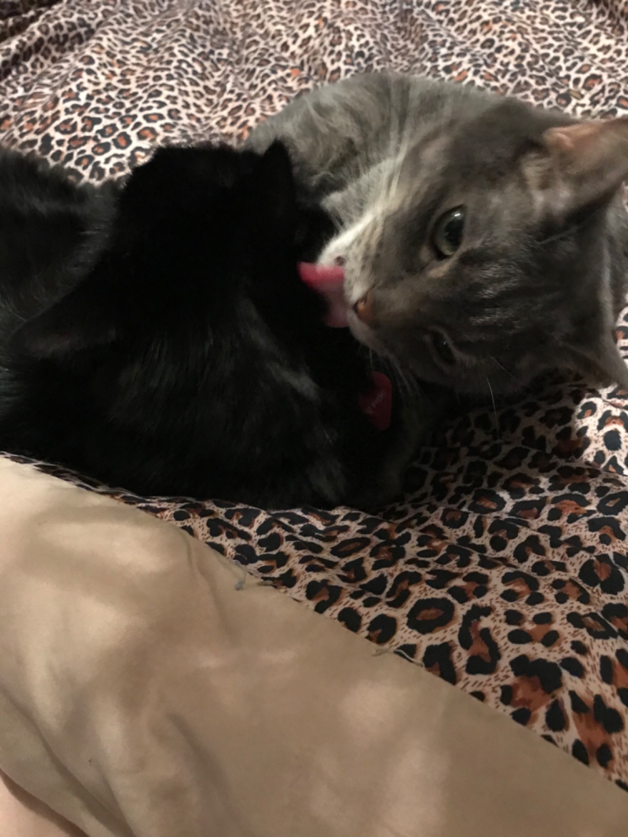 Fixed my grumpster cat’s bad cattitude problem right now!