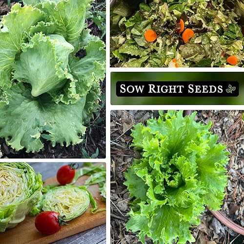 Miniatura 4 de Sow Right Seeds - Semillas de lechuga Great Lakes para plantar - Paquete de reliquia sin OMG con instrucciones para plantar un huerto casero - Al