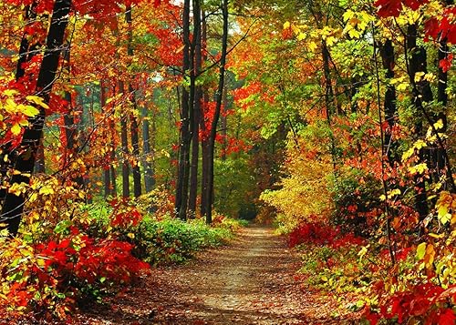 Miniatura 2 de LYWYGG Fondo de hoja caduca de vinilo de 7 x 5 pies de vinilo de hoja caduca de montaña de carretera de fotografía de fondo árbol y hojas de otoño