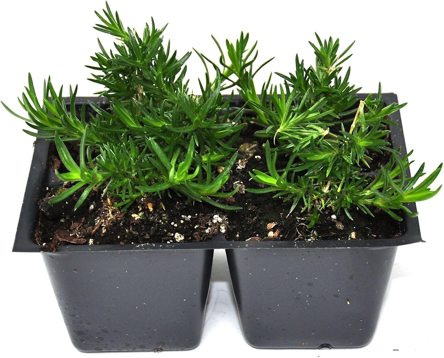 Phlox subulata 'Emerald Pink', Creeping Phlox, Moss Phlox, Ground Cover, for a Flower-Filled Carpet of Pink Blooms that Last 3-4 Weeks, Container Size: 4X 2.63x1.72x2.75