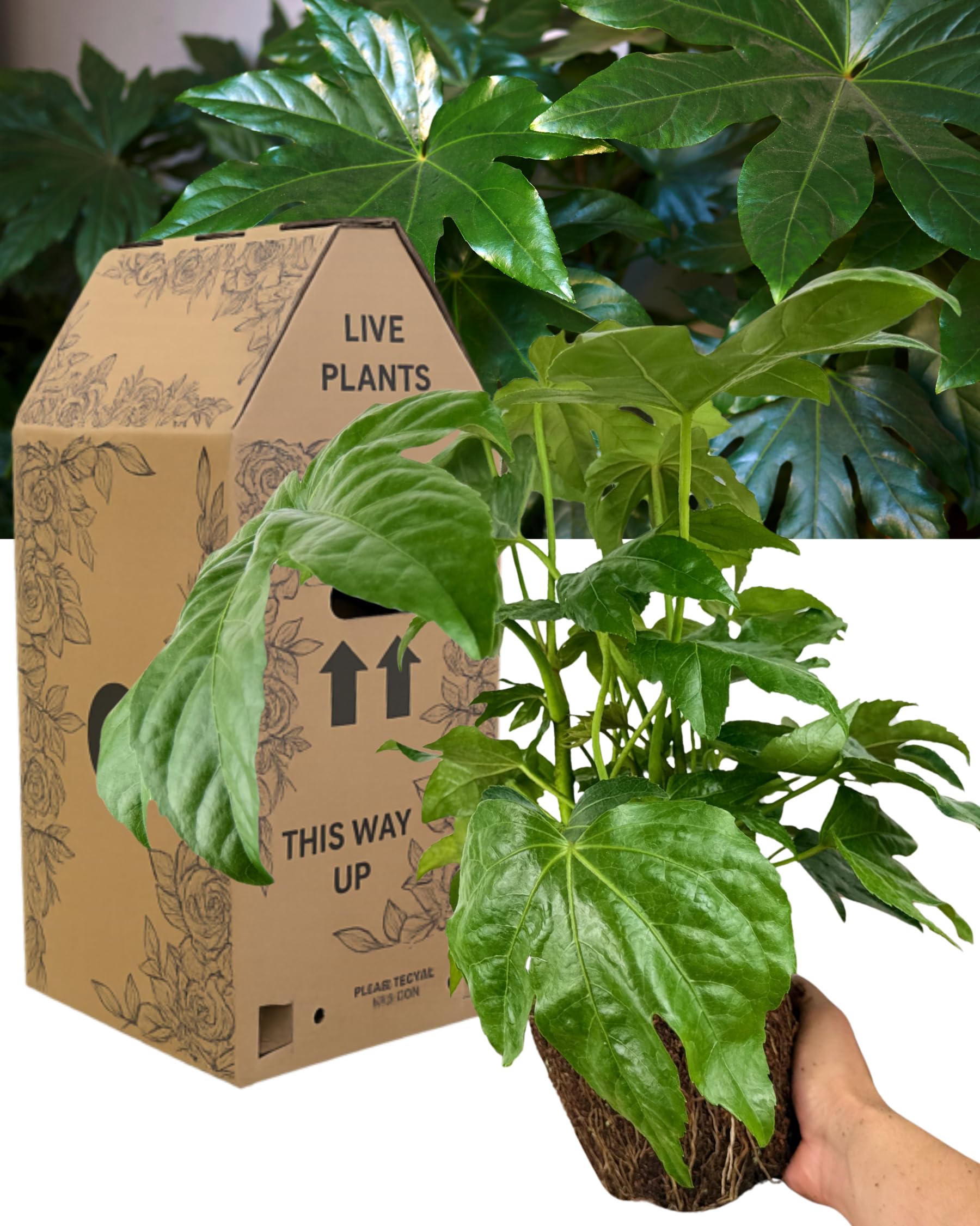 Outdoor Garden Ready Fatsia Japonica - 1x Variegated Japanese Aralia Evergreen Shrub. Architectural Foliage Plant for Borders, Patios & Pots. Supplied in Large 3L Rootball. Peat Free & UK Grown