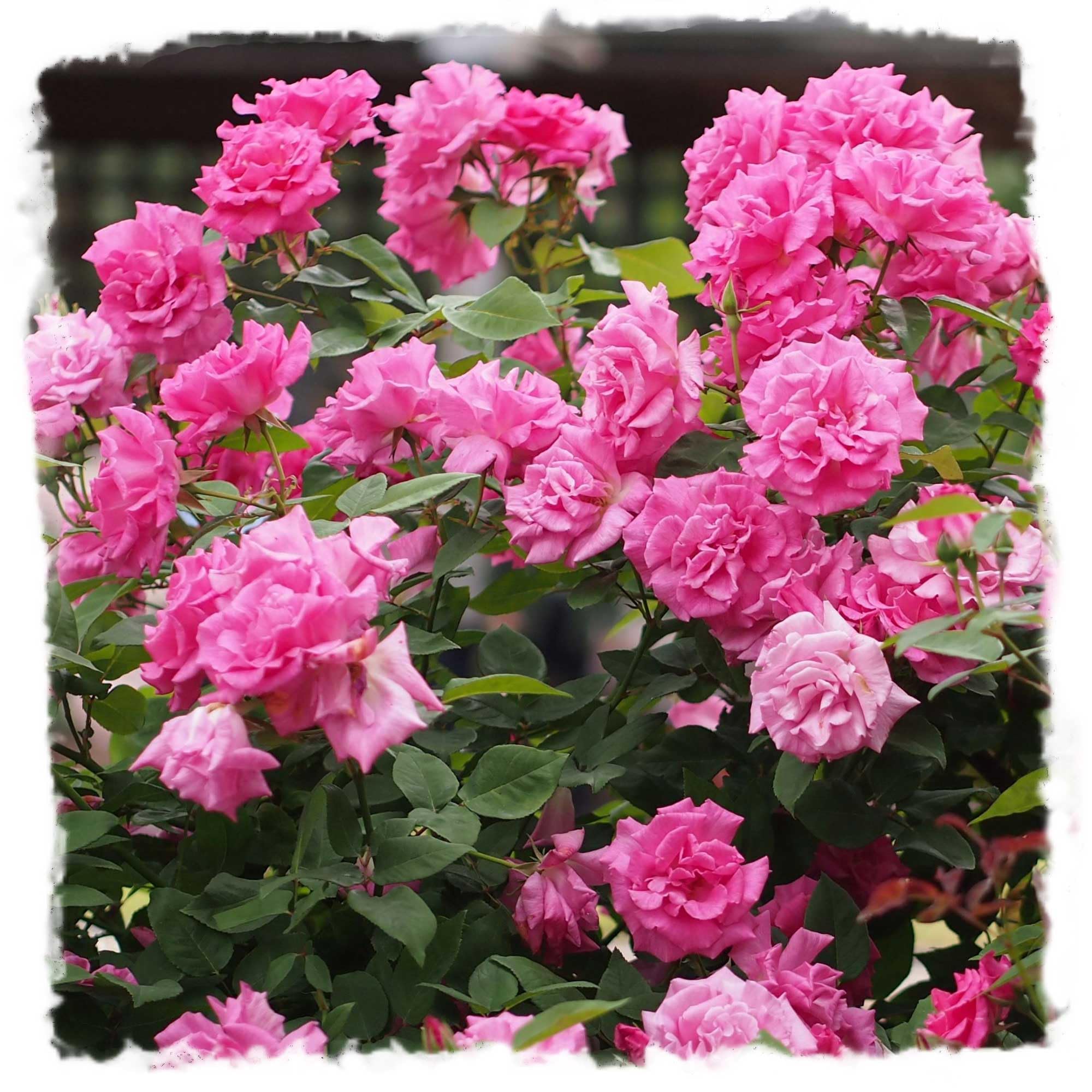 Zephirine Drouhin Climbing Rose