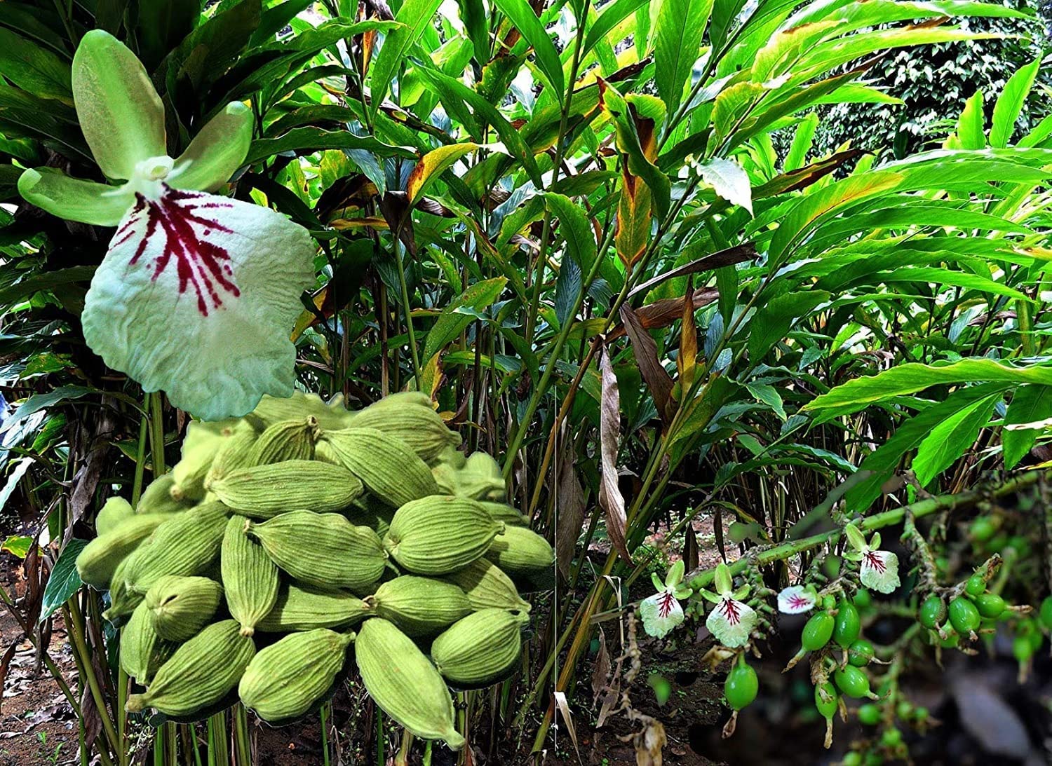 All Spice Premium Elaichi (PACK OF 2)/Cardamom Plant Spice Plant Fragrant Flavor for Your Garden elaichi healthy live plant tree on nursery poly bag. (B0CM36ZMWJ) Amazon Price History, Amazon Price Tracker