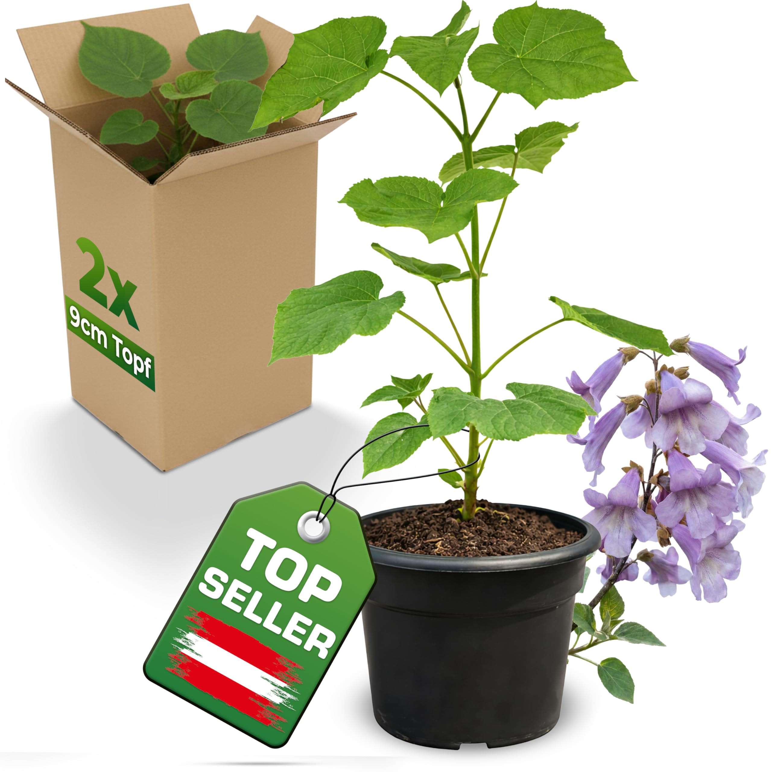 2x Blauglockenbaum Paulownia Shandong im 9cm Topf – schnellwachsender Kiribaum mit blauvioletten Glockenblüten – winterhart bis ca. -15 °C/-20 °C – Zier- & Schattenbaum – als Wertholzbaum geeignet