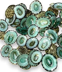 Amazon.com: Tumbler Home Sea Shells for Crafting, 40pcs of Small Shells ...