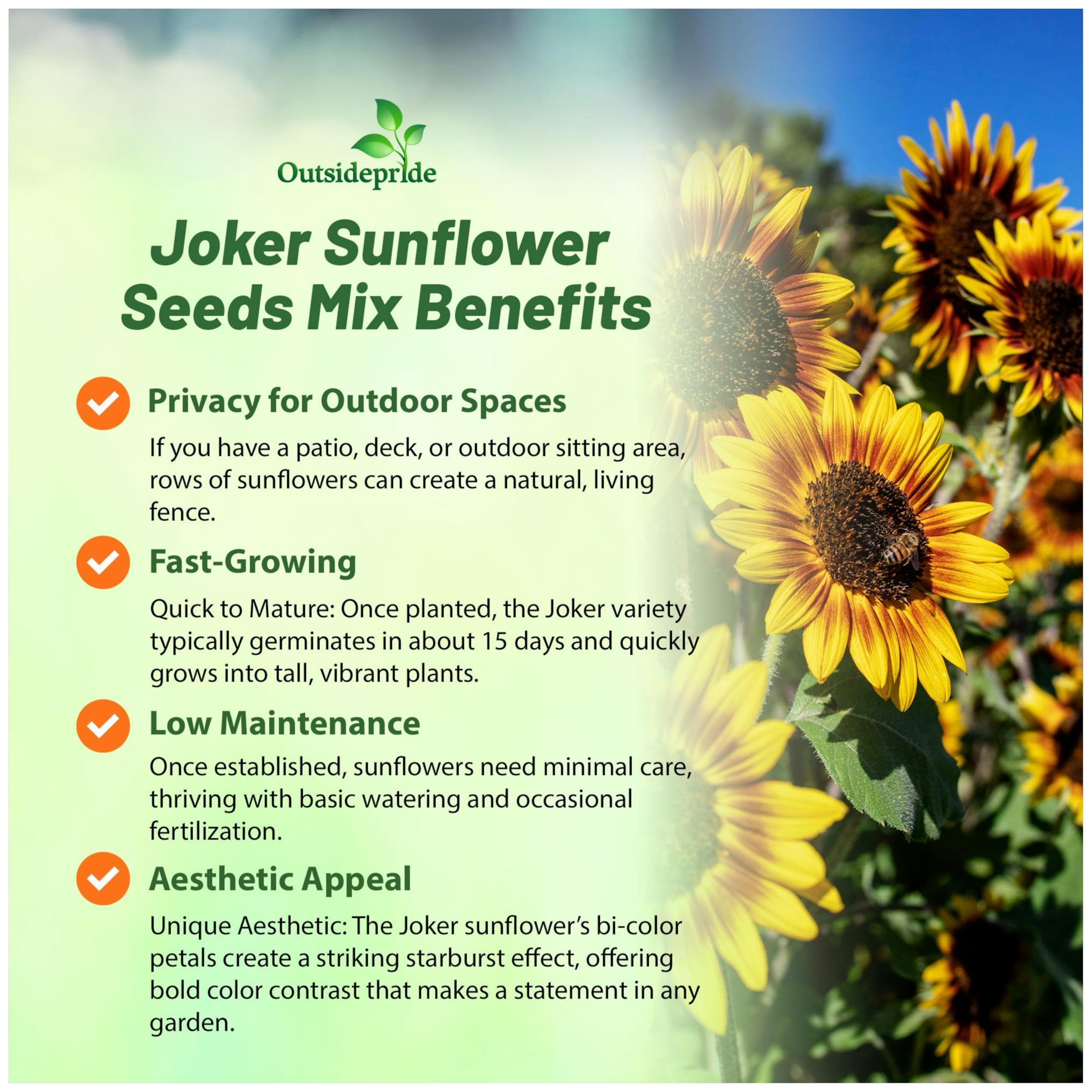 Amazon.com : Outsidepride Joker Sunflower Seeds for Planting - 100