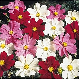 PREMIER SEEDS DIRECT - Cosmos - Dwarf Mix - 450 Flower Seeds - Cosmos BIPINNATUS