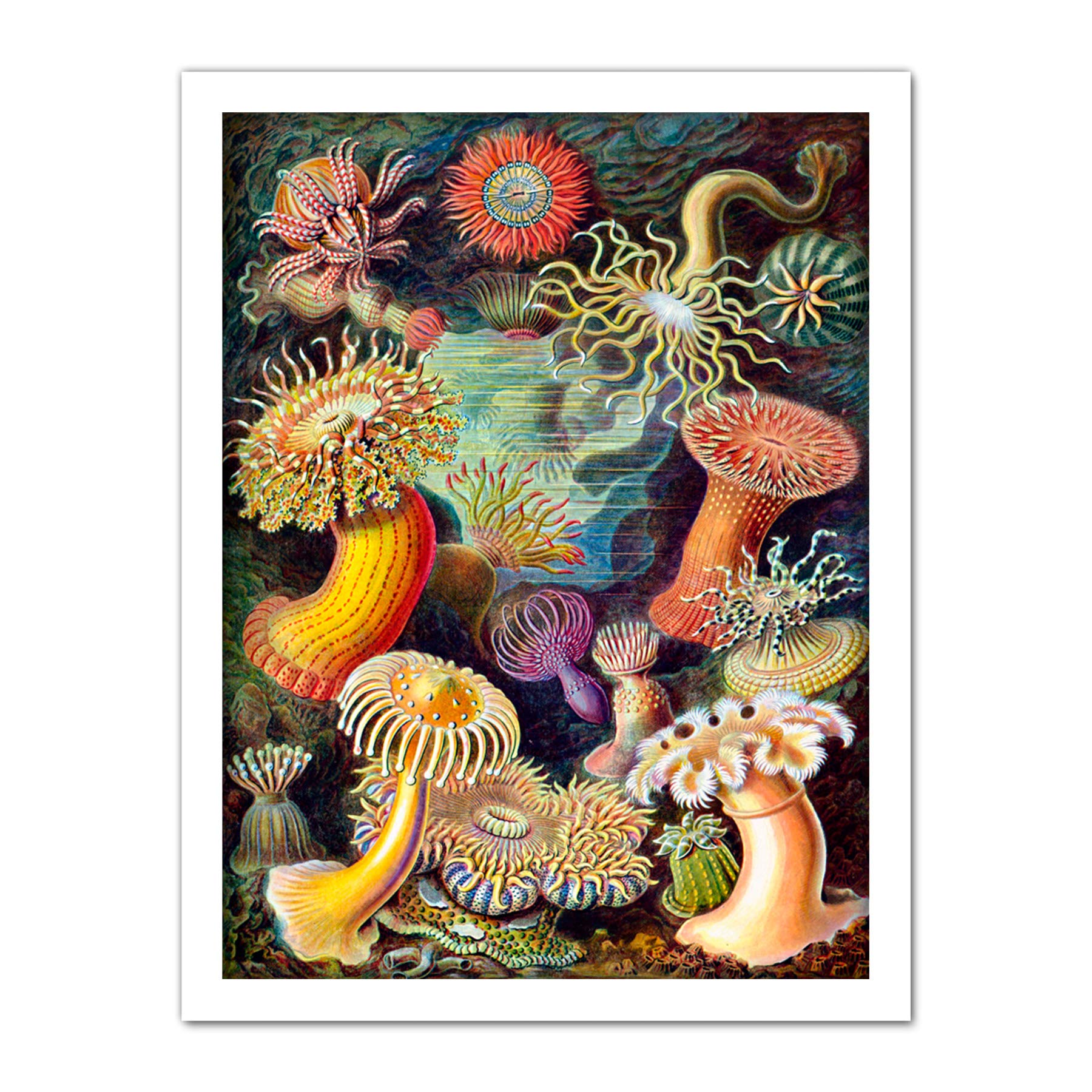 Wee Blue Coo Haeckel Anemone Sea Life Artwork Framed Wall Art Print 18X24 Inch